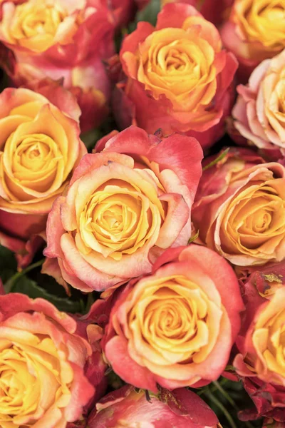 Background of pink and peach roses. Fresh pink roses. A huge bouquet of flowers. The best gift for women. Background. vertical photo.