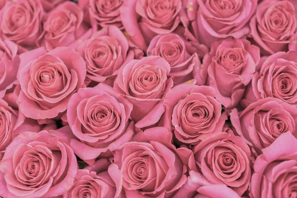 Background of pink and peach roses. Fresh pink roses. A huge bouquet of flowers. The best gift for women.