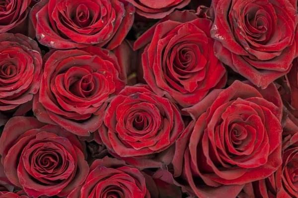 Red roses background. Fresh red and burgundy roses. Red rose buds.