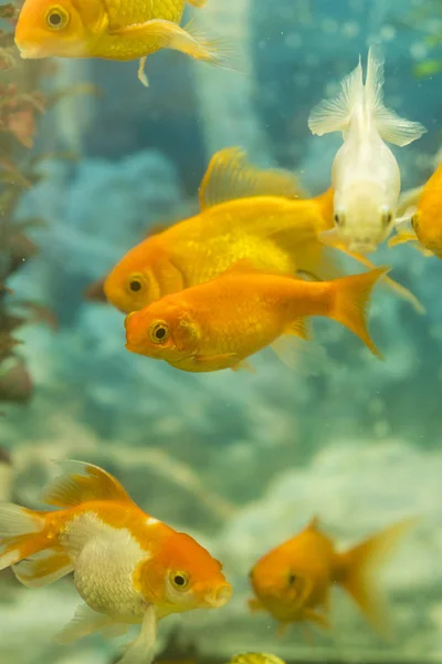 Тропические Красочные Рыбы Плавают Аквариуме Растениями Рыба Пресноводном Аквариуме Зелеными — стоковое фото