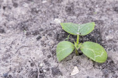 Bahçede salatalık çalı. Kopyalama alanı