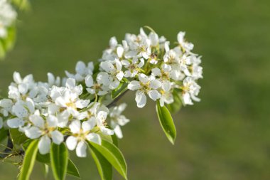 Armut ağacı yakın çekim. Naturl arka planda beyaz armut çiçeği. Meyve ağacı yakın çekim. Sığ alan derinliği