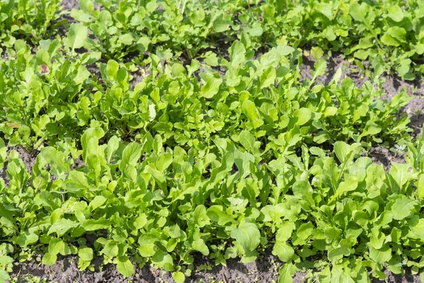 fresh green salad in soil and pots, fresh green salad in soil and pots, green vegetable