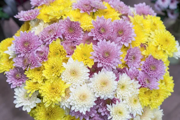 Крупный план желтый белый и розовый Хризантема ромашки цветок, красивый огромный букет Хризантемы цветочные ботанические цветы и красочный фон цветущие цветы, вид сверху — стоковое фото