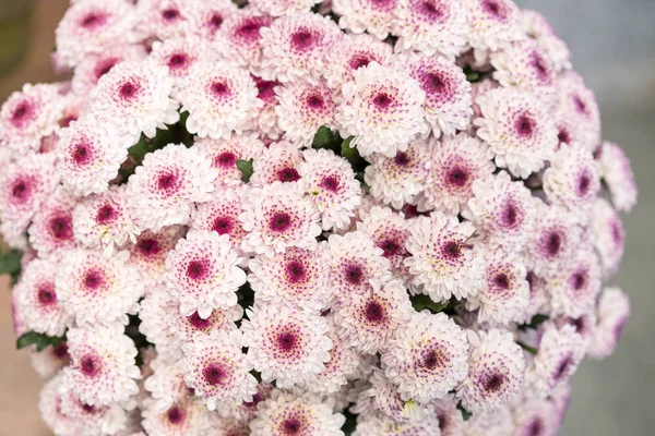 菊。多くのピンクの菊。小さなピンクの花。ピンクの菊の背景 — ストック写真