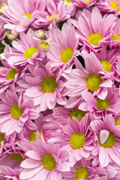 Хризантема. много розовых хризантем. маленькие розовые цветы. розовый хризантем фон. вертикальное фото — стоковое фото