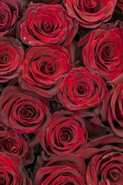 Red roses background. Fresh red and burgundy roses. Red rose buds. vertical photo — Stock Photo, Image
