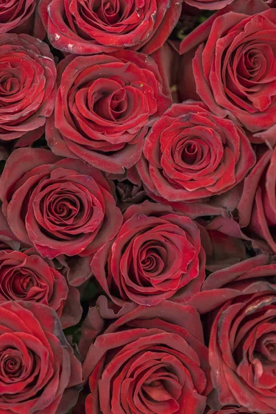 Red roses background. Fresh red and burgundy roses. Red rose buds. vertical photo — Stock Photo, Image