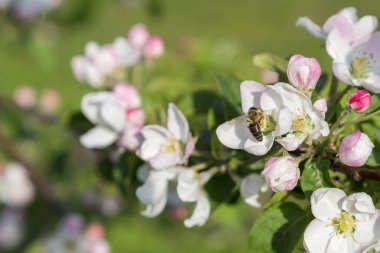 Bal arısı tozlaştırıcı elma çiçeği. Elma ağacı açar. Bahar çiçekleri