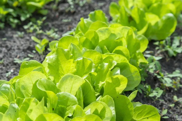 Butterhead Insalata di lattuga, foglie vegetali idroponiche. insalata verde fresca in terra e pentole, insalata verde fresca in terra e pentole, verdura verde — Foto Stock