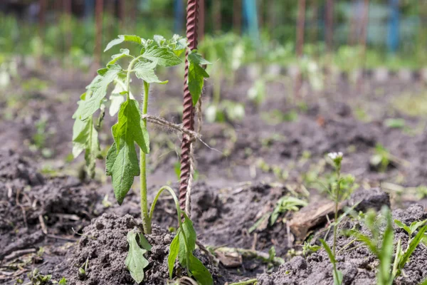 Petit buisson de tomate dans le jardin. Plantules sur le jardin produits respectueux de l'environnement — Photo