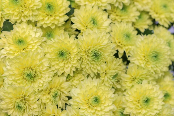 Желтый цвет фона. Желтые хризантемы ромашки цветочный фон расцветает — стоковое фото
