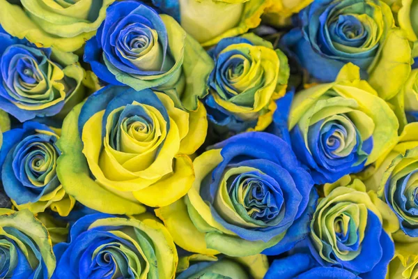 concept ukrainian blue and yellow roses top view. Fancy yellow and blue roses. Fantastic flowers. Blue and yellow flowers of roses in the colors of the flag of Sweden as floral background