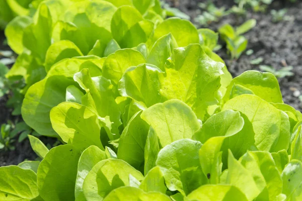 Butterhead Insalata di lattuga, foglie vegetali idroponiche. insalata verde fresca in terra e pentole, insalata verde fresca in terra e pentole, verdura verde — Foto Stock