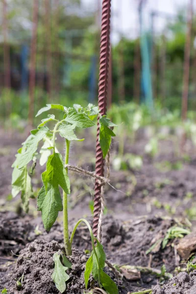 Pequeno arbusto de tomate no jardim. Mudas no jardim produtos ecológicos. foto vertical — Fotografia de Stock