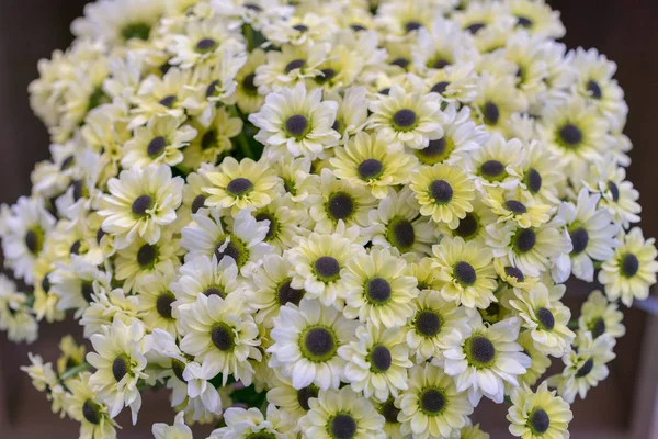 Белый хризантема цветы с желтым центром-закрыть. букет красивых цветов маргаритки, закрыть — стоковое фото