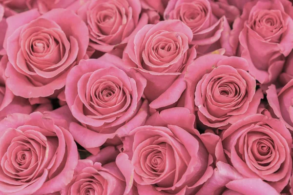 Background of pink and peach roses. Fresh pink roses. A huge bouquet of flowers. The best gift for women — Stock Photo, Image