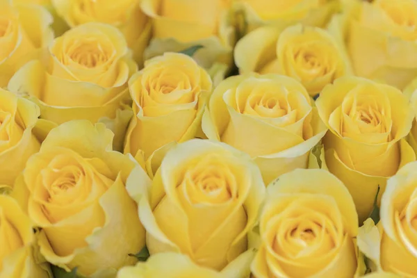 Świeże żółte róże tło. Ogromny bukiet kwiatów. Najlepszy prezent dla kobiet — Zdjęcie stockowe