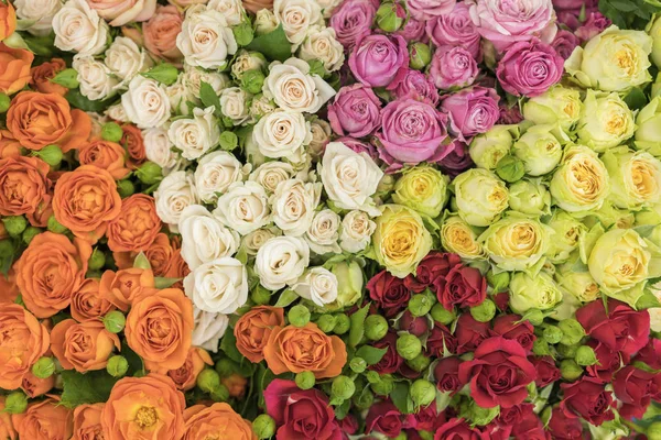 Bright multicolored bouquet of roses. Multicolored fresh roses background. Plenty of colorful bright roses close up