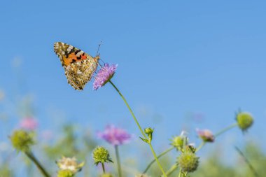 Parlak pembe çiçek çekim üzerinde güzel kelebek besleme. Mavi gökyüzüne karşı makro kelebek. Alan arasında bir bahar çiçeğinden kelebek.