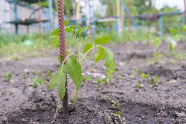 Bahçede küçük domates çalı. Bahçede fidanları çevre dostu ürünler