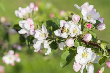 Bal arısı tozlaştırıcı elma çiçeği. Elma ağacı açar. Bahar çiçekleri