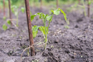 Bahçede küçük domates çalı. Bahçede fidanları çevre dostu ürünler