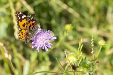 Kelebek, tarlada mor bir çiçek. yakın çekim