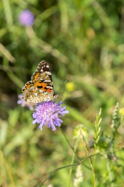 Kelebek, tarlada mor bir çiçek. yakın kapatın. dikey fotoğraf