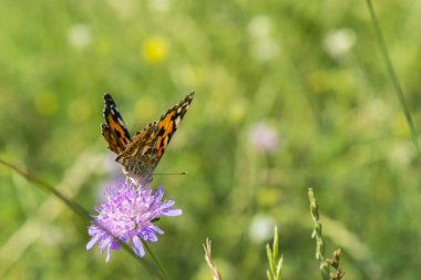 Kelebek, tarlada mor bir çiçek. yakın çekim