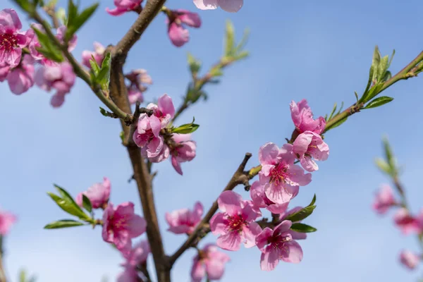 Beautiful peach blossom. Pink Peach Flowers. peach flowers on blue sky background