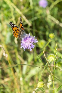 Kelebek, tarlada mor bir çiçek. yakın kapatın. dikey fotoğraf