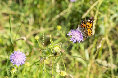 Kelebek, tarlada mor bir çiçek. yakın çekim
