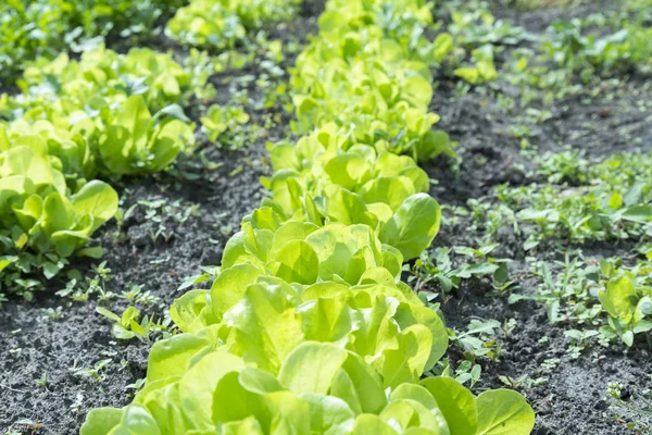 Ensalada de lechuga con mantequilla, hojas vegetales hidropónicas. ensalada verde fresca en el suelo y macetas, ensalada verde fresca en el suelo y macetas, verdura verde — Foto de Stock