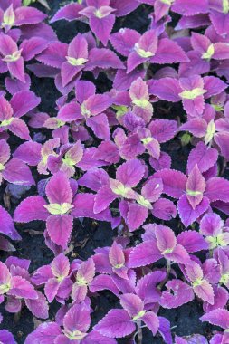 Mor çiçekler. Çiçek arka planı. dikey fotoğraf