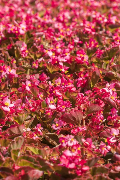 赤い葉の花背景。縦の写真 — ストック写真