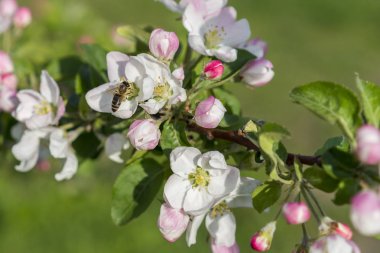 Bal arısı tozlaştırıcı elma çiçeği. Elma ağacı açar. Bahar çiçekleri
