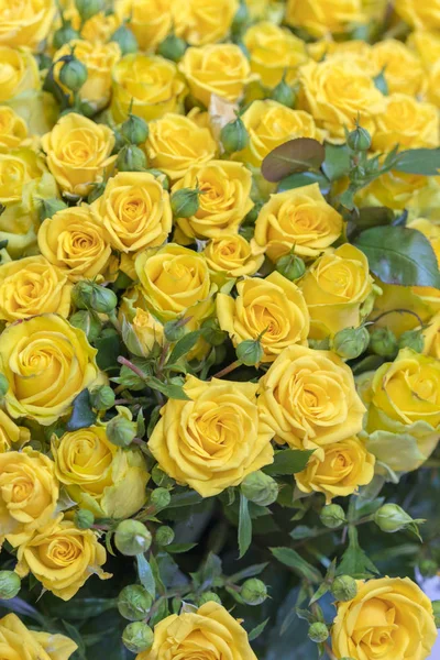 Świeże żółte róże bukiet kwiatów tle. Powierzchnia żółtych pięknych róż w kroplami rosy. Tło róż. Wygaszacz ekranu, pocztówka. Zdjęcie pionowe — Zdjęcie stockowe