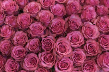 Pembe ve şeftali gülarka plan. Taze pembe güller. Kocaman bir çiçek buketi. Kadınlar için en iyi hediye