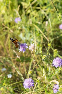 Kelebek, tarlada mor bir çiçek. yakın kapatın. dikey fotoğraf