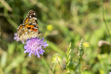 Kelebek, tarlada mor bir çiçek. yakın çekim