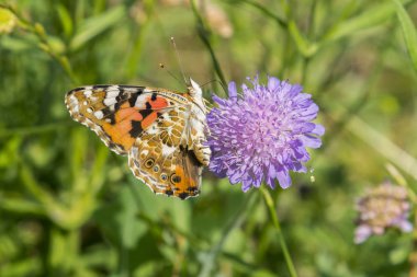 Kelebek, tarlada mor bir çiçek. yakın çekim