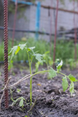 bahçede küçük domates çalı. Dikey fotoğraf