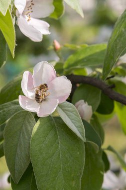 pembe evren çiçek polen arka planda Bumble arı yakın, yaz aylarında böcek. Parlak pembe çiçek üzerinde Bumble Bee. dikey fotoğraf