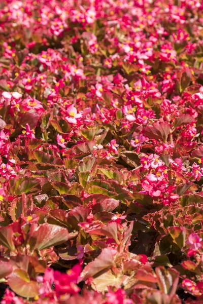 赤い葉の花背景。縦の写真 — ストック写真
