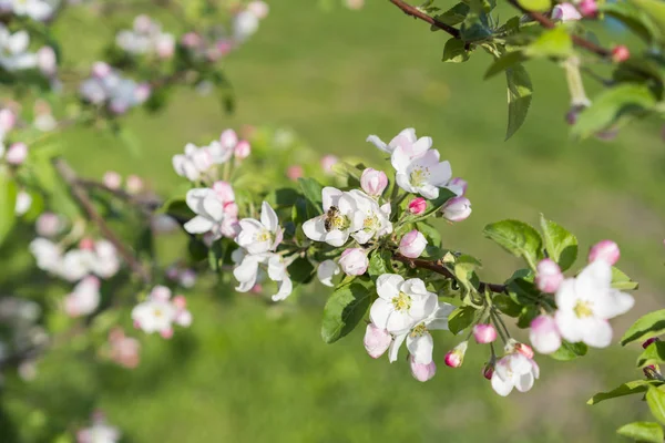 Abeja miel polinizando flor de manzana. El manzano florece. Flores de primavera — Foto de Stock
