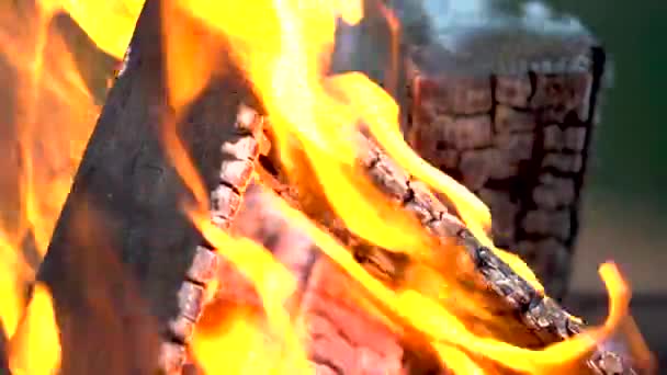 Closeup Burning Tree Logs Bright Flames — Stock Video