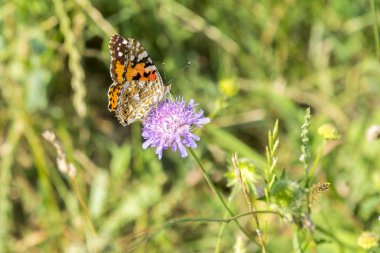 Kelebek, tarlada mor bir çiçek. yakın çekim