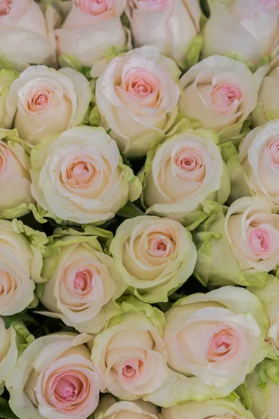 Beżowy róże tło. Białe róże poziome bez szwu wzór. Rozmieszczenie białych róż. Zdjęcie pionowe — Zdjęcie stockowe