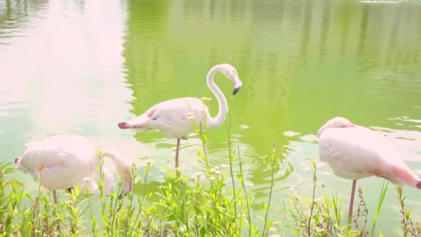 Група Рожевих Фламінго Відпочивають Річці — стокове відео